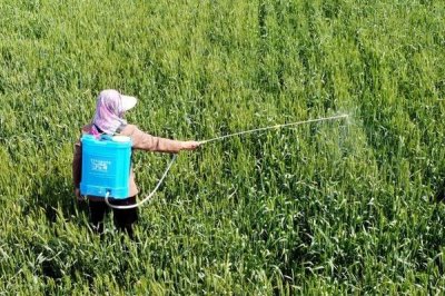 矮壯素與多效唑的區(qū)別，矮壯素溶于水、多效唑基本不溶于水