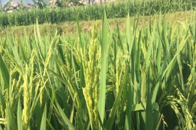 又香優(yōu)貢絲香水稻品種簡(jiǎn)介，該組合屬多穗小粒型品種