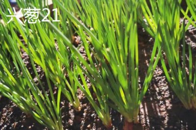 小蔥的產(chǎn)地，原產(chǎn)于西伯利亞