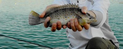 石斑魚適合什么位置釣，大型礁盤是首選釣點(diǎn)