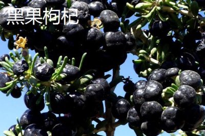 枸杞在哪里有產(chǎn)，我國(guó)寧夏是全國(guó)范圍內(nèi)最大的產(chǎn)地