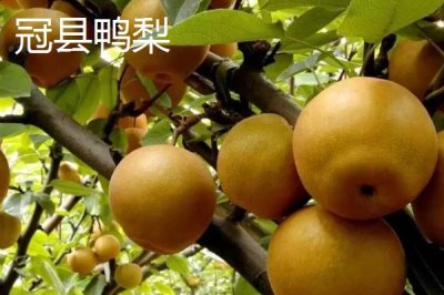鴨梨的產(chǎn)地，黃淮海平原沙地廣泛種植