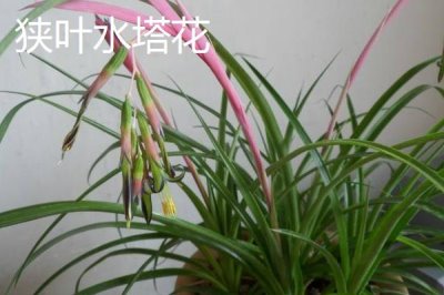 水塔花的種類，不同品種的葉片顏色不一