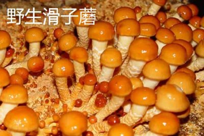 黑龍江省海林市的特產(chǎn)，素有“林海雪原”、“中國(guó)雪鄉(xiāng)”等美稱(chēng)