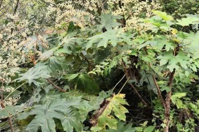通草的適宜種植方法，條播為主要播種方式