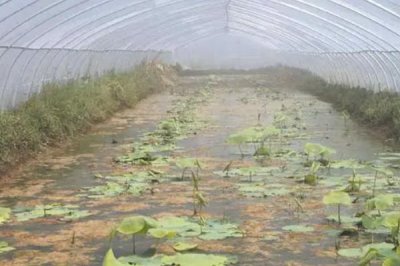蓮藕淺水定向種植方法，平斜栽植、栽后保持3-5厘米的淺水層