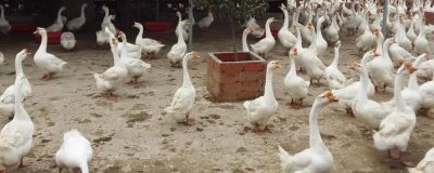 養(yǎng)鵝的利潤和成本，飼養(yǎng)2000只鵝為例利潤大約是3.98萬元
