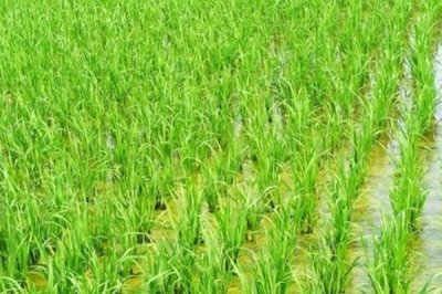 內(nèi)香優(yōu)1092水稻種簡介，該品種基部葉鞘綠色