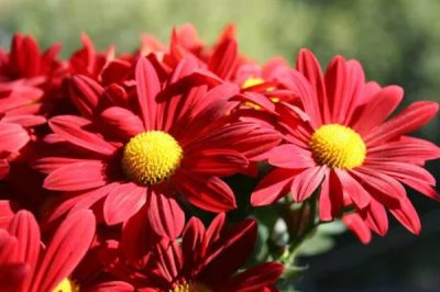 紅紅的花有什么寓意，花語是我愛你
