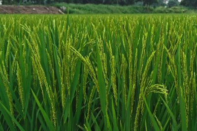 兩優(yōu)隆絲水稻種子特點，中秈兩系雜交水稻品種