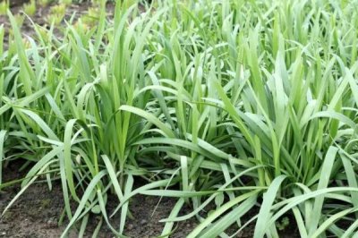 怎么防治韭菜的病蟲(chóng)害，需根據(jù)實(shí)際情況采取針對(duì)性措施