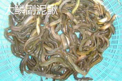 泥鰍苗價(jià)格，品種不同價(jià)格不同