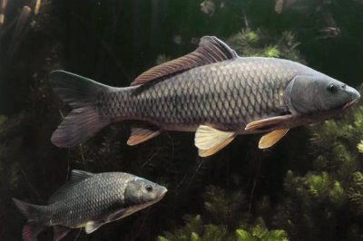 袖鉤的是什么魚鉤，是為鯽魚等小型魚類設(shè)計的
