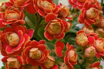 長(zhǎng)壽花不開(kāi)花的原因，光照不足或養(yǎng)分不夠都會(huì)導(dǎo)致