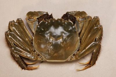 螃蟹一共有多少條腿，2只螯足加8只步足