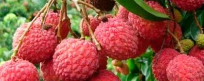 靈山荔枝品種，三月紅的成熟時(shí)間最早