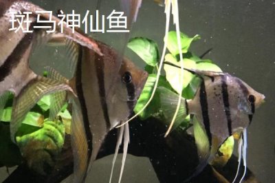 熊貓神仙魚的產(chǎn)地，主要分布在西太平洋的珊瑚礁海域