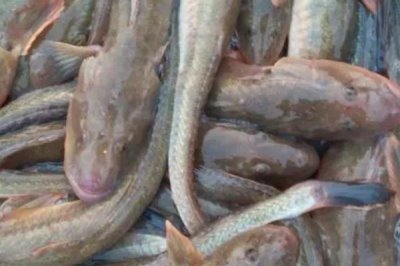光魚的產(chǎn)地，在我國主產(chǎn)于東海、黃海、渤海