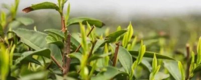 浙江臺州的特產(chǎn)，包括仙居番薯干、天臺山蜜橘、重陽糕等種類