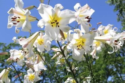 橙色百合花的寓意，寓意榮譽、勝利、富貴等
