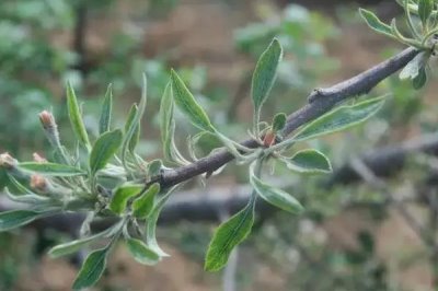 蘋(píng)果高產(chǎn)園怎么施肥用藥，萌芽至開(kāi)花前第一遍用藥
