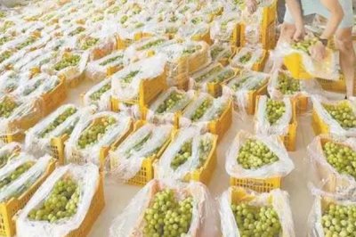 葡萄采收前管理要點，首先剪去失水的果粒