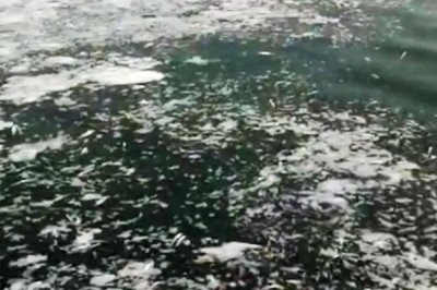 趴地虎魚的養(yǎng)殖方法，放苗前要消毒肥水