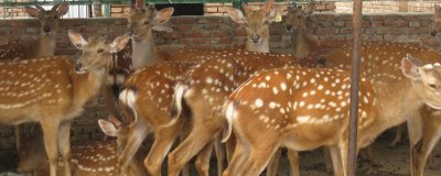 養(yǎng)鹿的成本是多少，總投入成本為49000元左右