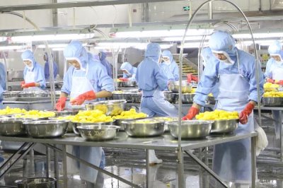 農(nóng)業(yè)部門有哪些，分為種植業(yè)、林業(yè)、漁業(yè)、畜牧業(yè)、副業(yè)