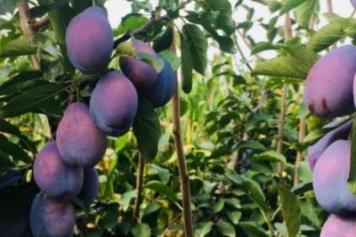 西梅幾月份成熟上市，通常在8-9月份成熟上市