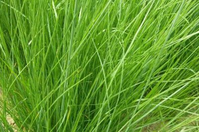 鼠茅草的產(chǎn)地，北美退化草原是主要分布區(qū)