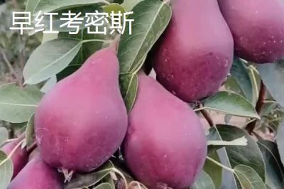優(yōu)質(zhì)梨子品種介紹，以下5種豐產(chǎn)性都很高