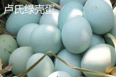 我國(guó)雞蛋產(chǎn)地，主要集中在華東、華北以及東北等地區(qū)
