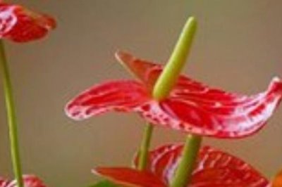 紅掌有什么特點(diǎn)，葉子通常從基部生出的