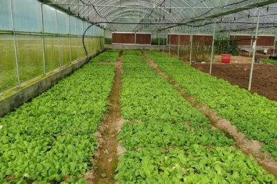 棚菜病蟲害不用藥劑的防治方法，要及時(shí)拔除棚內(nèi)病株或摘除病葉