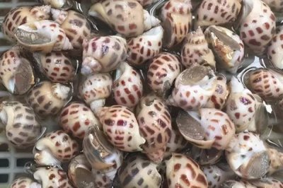 家養(yǎng)小龍蝦要喂什么，一般可飼喂蚯蚓、魚粉、谷類等食物