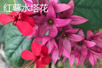 水塔花的種類，不同品種的葉片顏色不一