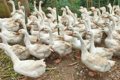 散養(yǎng)鵝的飼養(yǎng)管理辦法，雛鵝進(jìn)入鵝舍前全面消毒