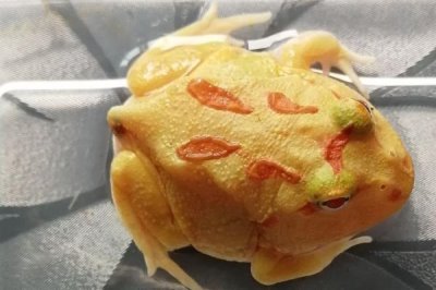 黃金角蛙的價格，一般在8-10元一只