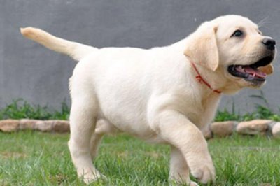 拉布拉多幼犬如何飼養(yǎng)，需按照少量多餐的原則喂食