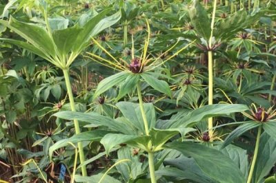 重樓的種植效益，每年基本都是供不應求