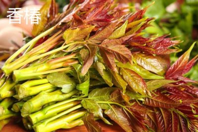 香椿在農(nóng)村為何很少有人種植，主要原因是生長(zhǎng)速度慢且不受農(nóng)民歡迎