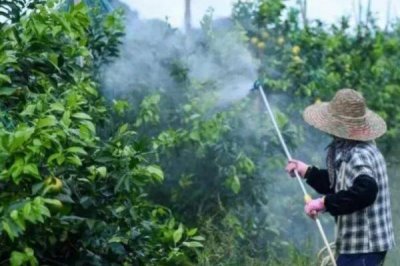 殺蟲劑是否可以殺死虱子和虱子卵，適合的殺蟲劑可以