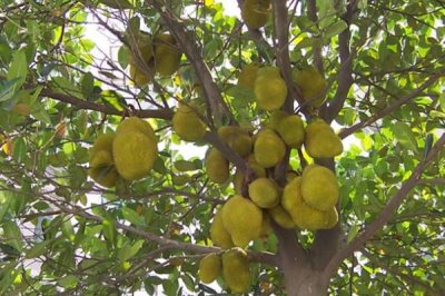 菠蘿蜜長(zhǎng)在哪里，長(zhǎng)在粗壯的樹干上