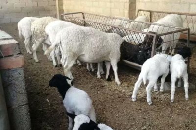 春季綿羊飼養(yǎng)管理技術(shù)，除懷孕母羊外的羊群集中驅(qū)蟲1次