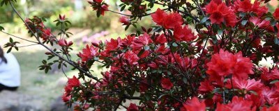 杜鵑花的花語(yǔ)，寓意繁榮昌盛、真誠(chéng)的愛(ài)等