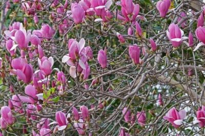 辛夷怎么繁殖，可采用播種、扦插等方法