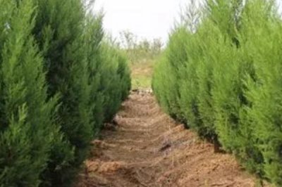 蜀檜的價格，具體售價取決于株高