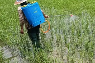 噻呋酰胺的防治對象，可防治紋枯病等病害