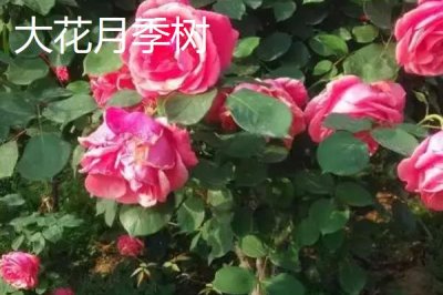 大花月季樹的批發(fā)價格，地區(qū)、時間和季節(jié)都會影響價格